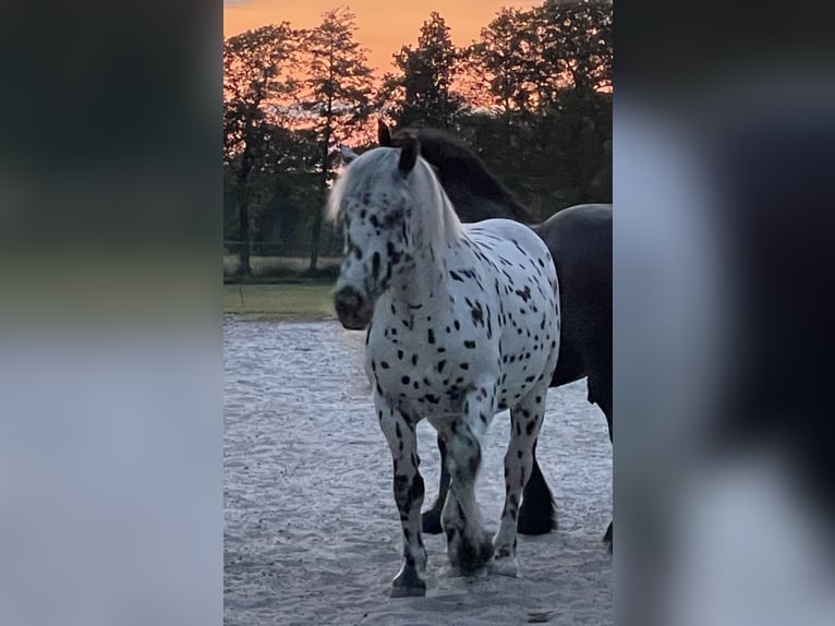 Noriker Wallach 7 Jahre 160 cm Tigerschecke in Großefehn