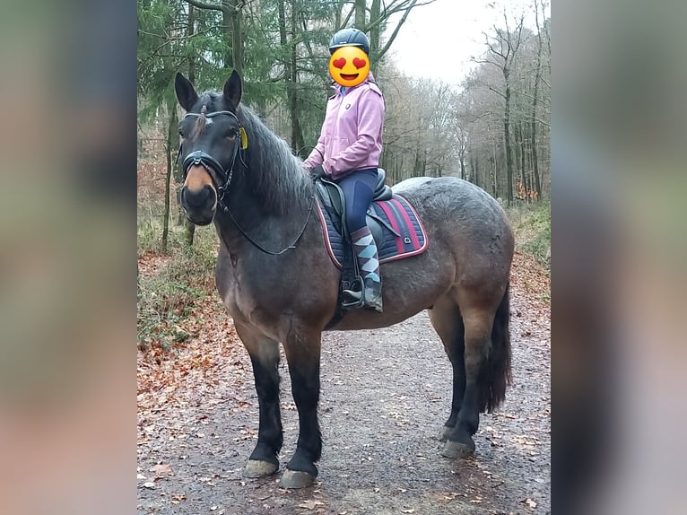 Noriker Wallach 7 Jahre 165 cm Braunfalbschimmel in Stolberg (Rheinland)