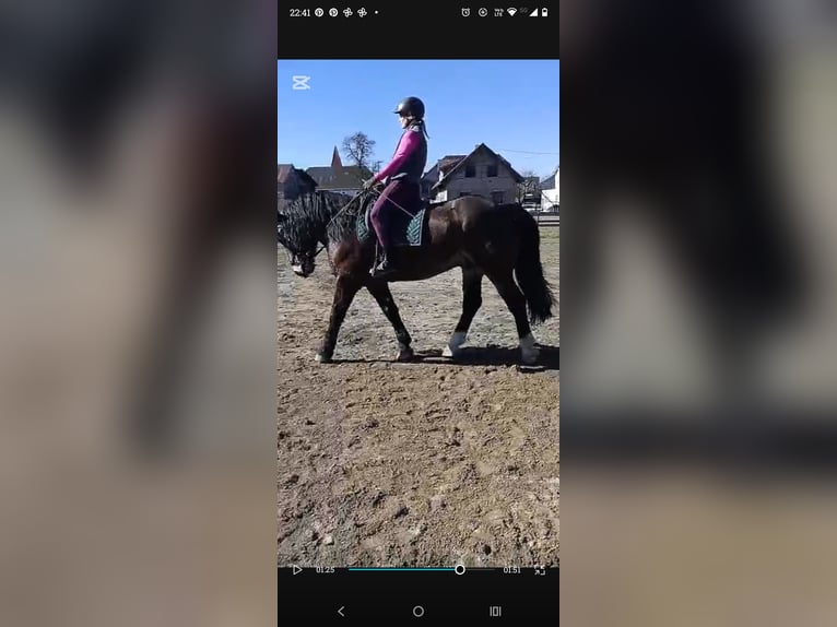 Noriker Wallach 7 Jahre 165 cm Dunkelbrauner in Bleiburg