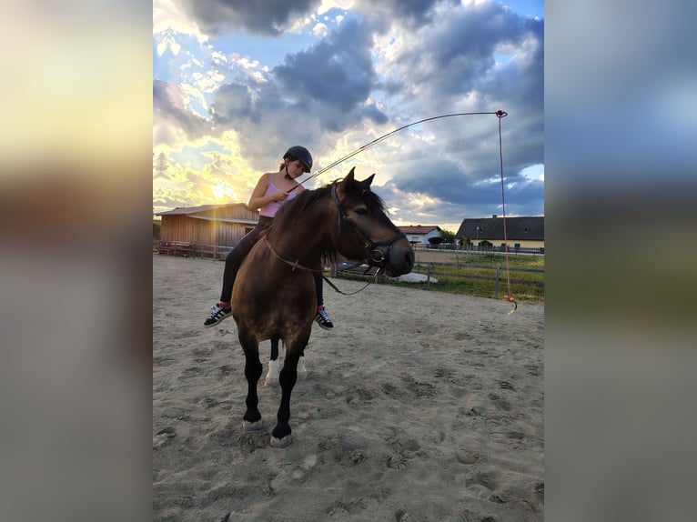 Noriker Wallach 7 Jahre 165 cm Dunkelbrauner in Bleiburg