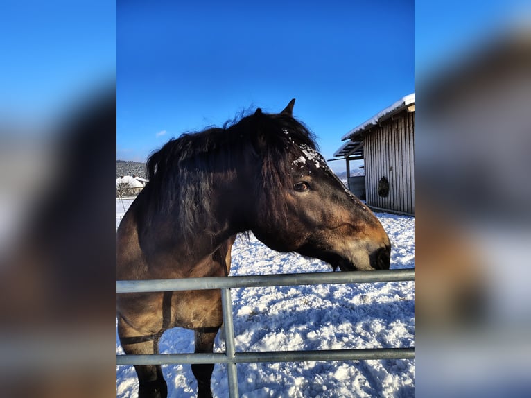 Noriker Wallach 7 Jahre 165 cm Dunkelbrauner in Bleiburg