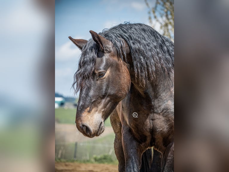 Noriker Wallach 7 Jahre 167 cm Brauner in Laxenburg