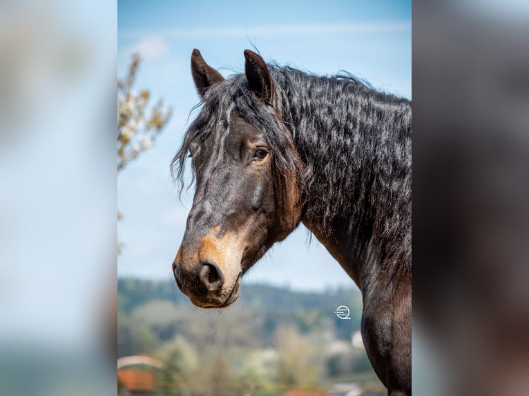 Noriker Wallach 7 Jahre 167 cm Brauner in Laxenburg