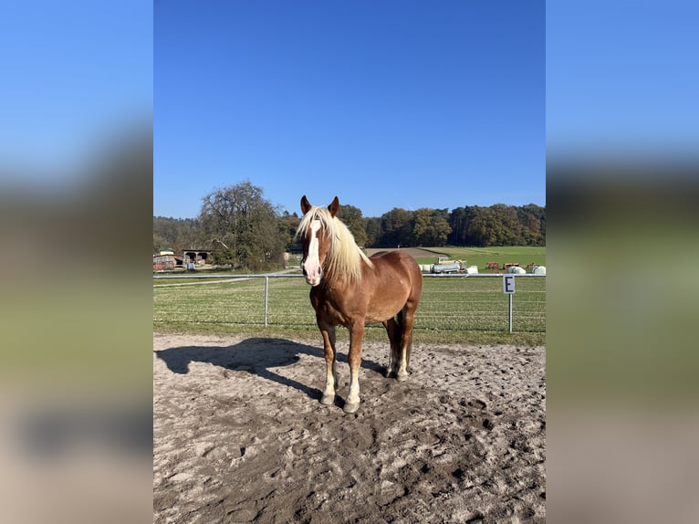 Noriker Wallach 7 Jahre 167 cm Dunkelfuchs in Pöchlarn