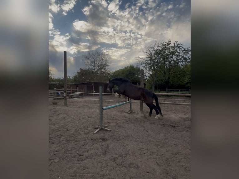 Noriker Wallach 7 Jahre 167 cm  in Meerbusch