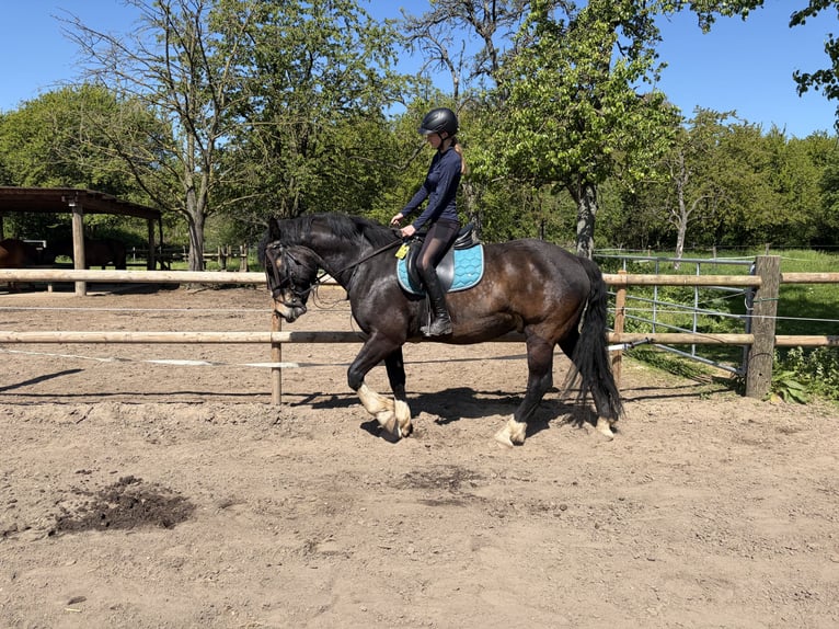 Noriker Wallach 7 Jahre 167 cm  in Meerbusch