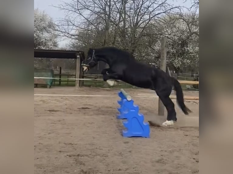 Noriker Wallach 7 Jahre 167 cm  in Meerbusch