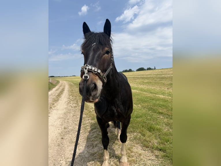 Noriker Wallach 7 Jahre 167 cm  in Meerbusch