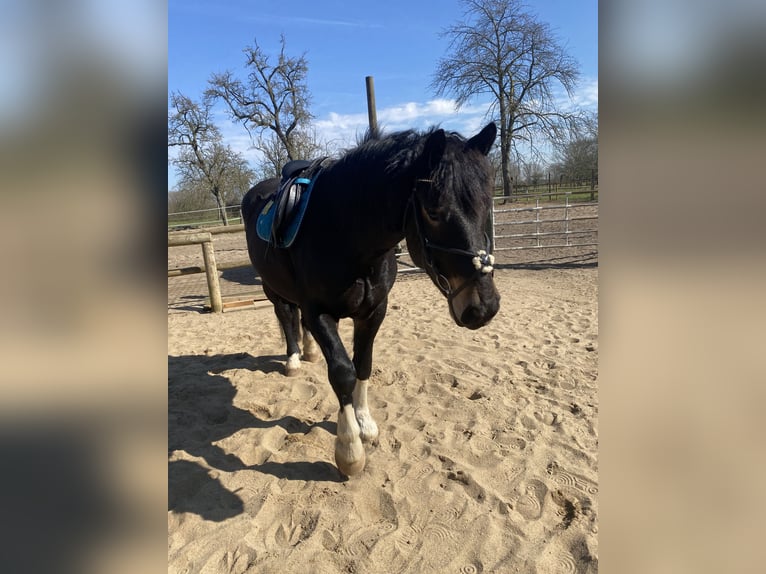 Noriker Wallach 7 Jahre 167 cm  in Meerbusch