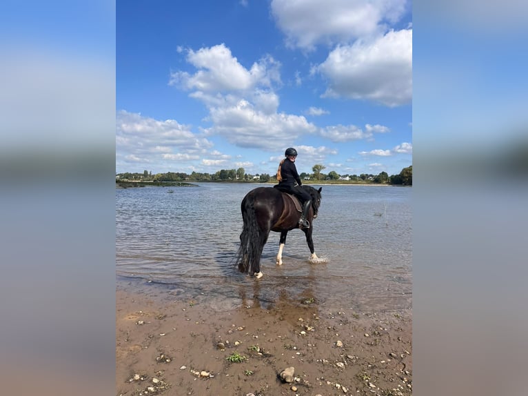 Noriker Wallach 7 Jahre 167 cm  in Meerbusch