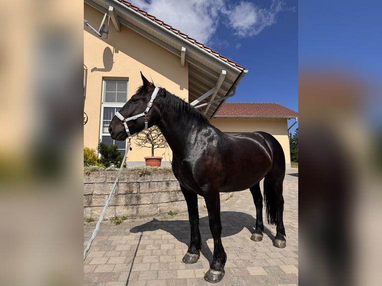 Noriker Wallach 7 Jahre 168 cm Rappe in Mariaposching