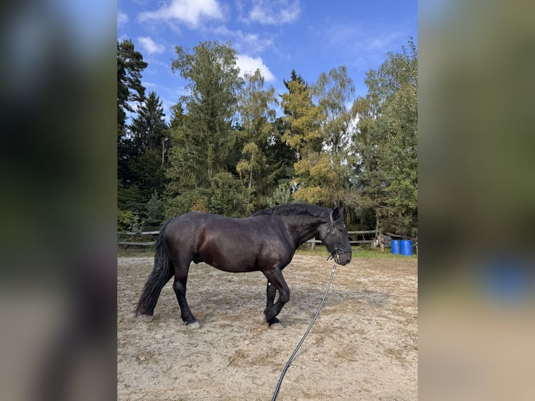 Noriker Wallach 7 Jahre 168 cm Rappe in Mariaposching