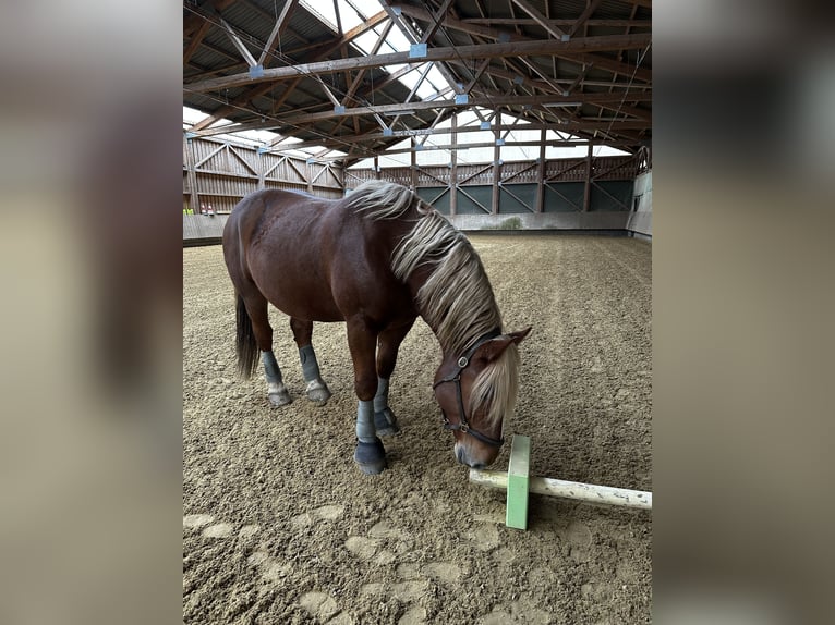 Noriker Wallach 7 Jahre 172 cm Fuchs in Eberhardzell