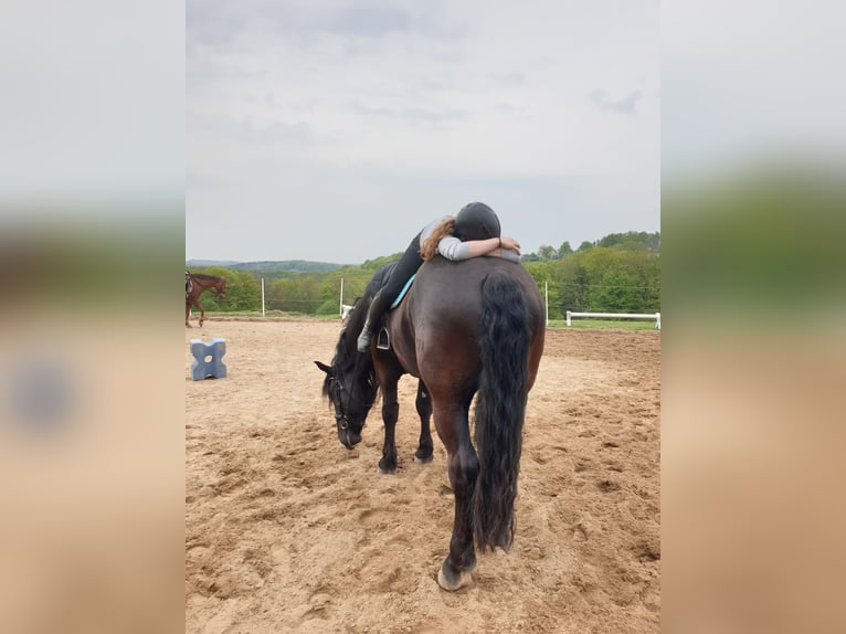 Noriker Wallach 7 Jahre 172 cm Rappe in Kürten