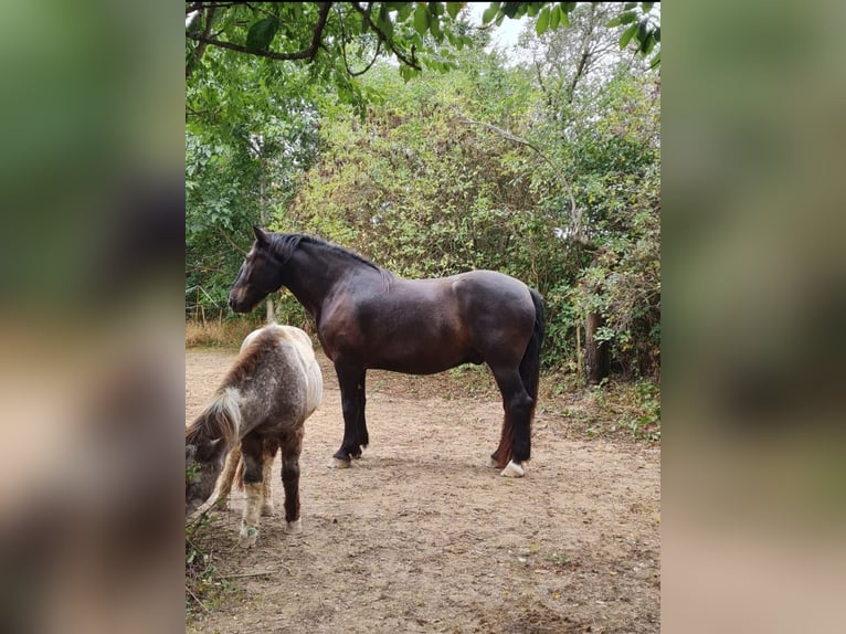 Noriker Wallach 7 Jahre 172 cm Rappe in Langenwetzendorf
