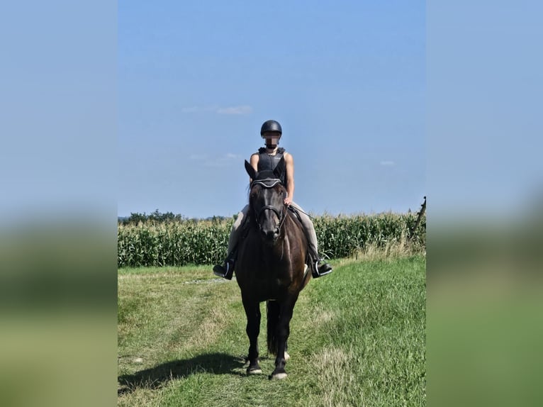 Noriker Wallach 7 Jahre 172 cm Rappe in Langenwetzendorf