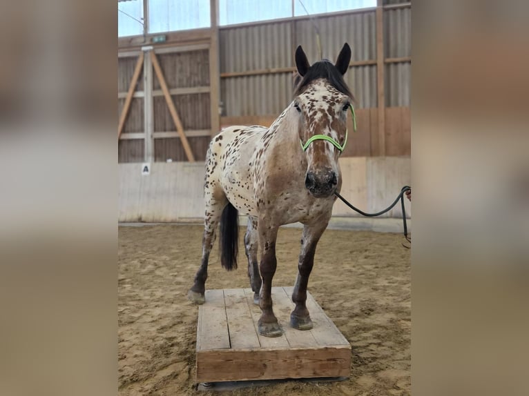 Noriker Wallach 7 Jahre 173 cm Tigerschecke in Amlikon-Bissegg