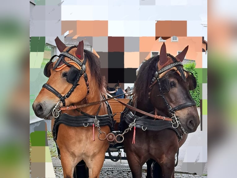 Noriker Mix Wallach 8 Jahre 150 cm Brauner in ANDORF