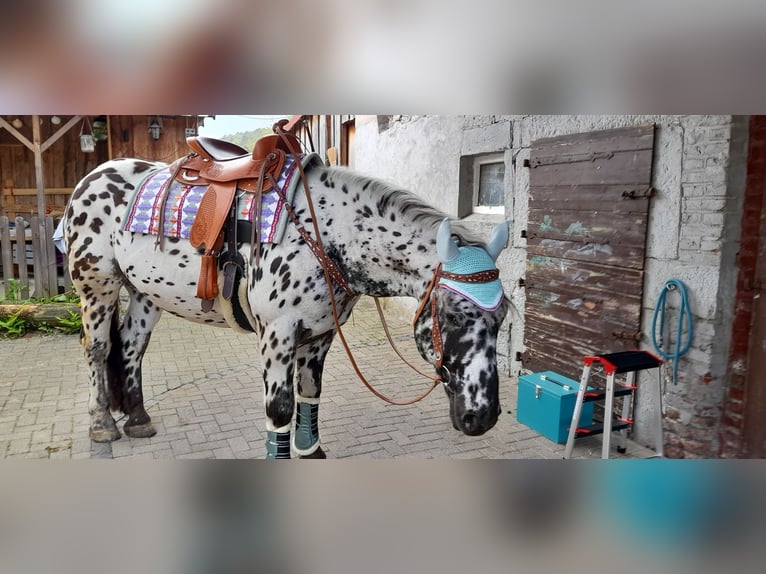 Noriker Wallach 8 Jahre 158 cm Tigerschecke in Dautphetal