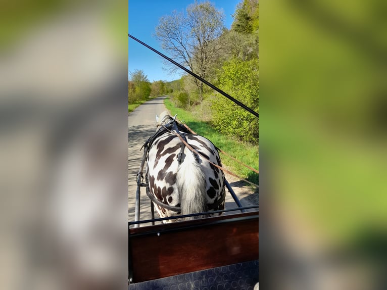 Noriker Wallach 8 Jahre 158 cm Tigerschecke in Dautphetal