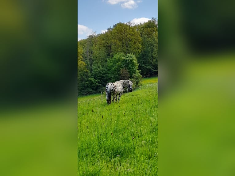 Noriker Wallach 8 Jahre 158 cm Tigerschecke in Dautphetal