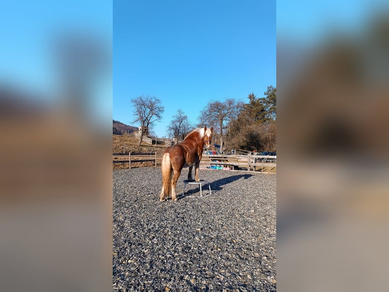 Noriker Wallach 8 Jahre 160 cm Dunkelfuchs in Pottenstein