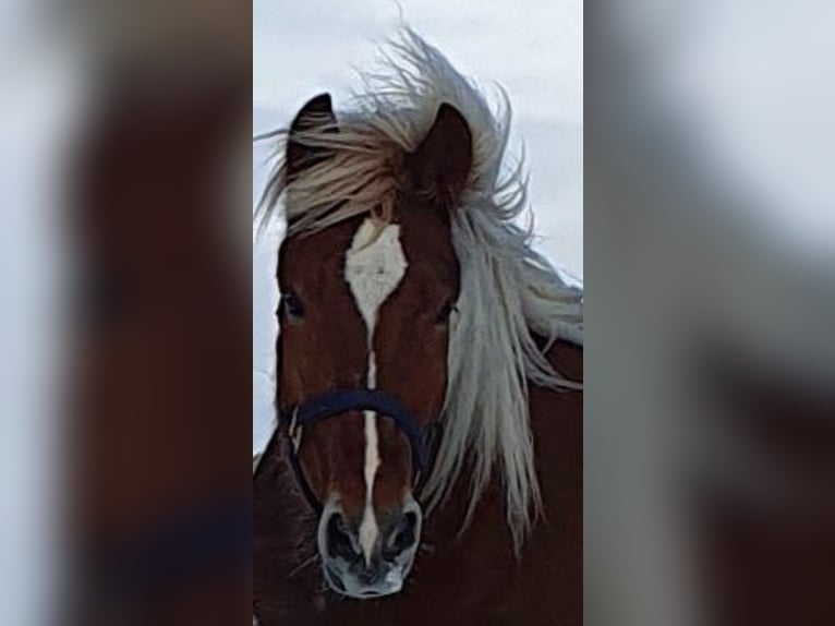 Noriker Wallach 8 Jahre 160 cm Dunkelfuchs in Pottenstein