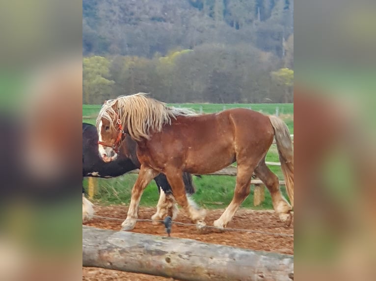 Noriker Wallach 8 Jahre 162 cm Fuchs in Bad Wildungen