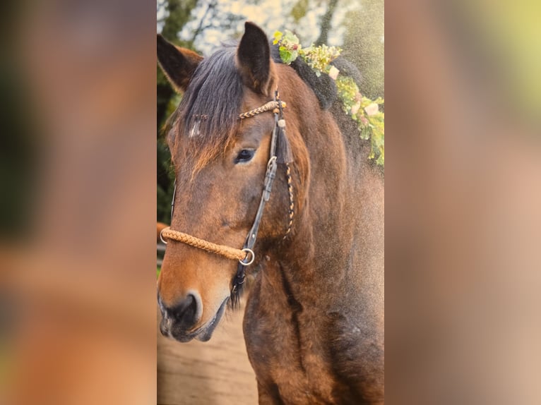 Noriker Wallach 8 Jahre 165 cm Brauner in Geilenkirchen