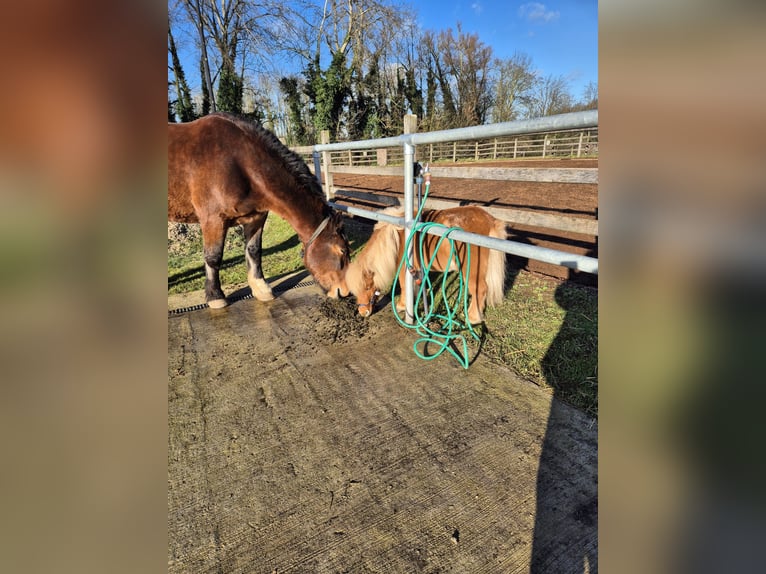 Noriker Wallach 8 Jahre 165 cm Brauner in Geilenkirchen