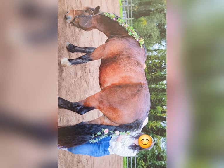 Noriker Wallach 8 Jahre 165 cm Brauner in Geilenkirchen
