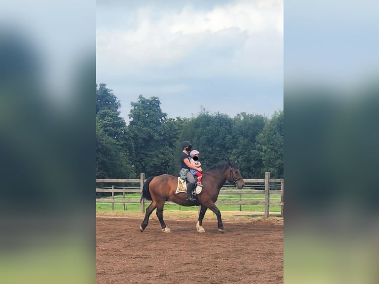Noriker Wallach 8 Jahre 165 cm Brauner in Geilenkirchen