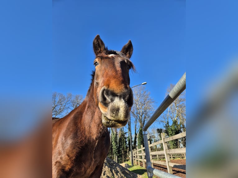 Noriker Wallach 8 Jahre 165 cm Brauner in Geilenkirchen