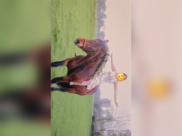 Noriker Wallach 8 Jahre 165 cm Brauner in Geilenkirchen
