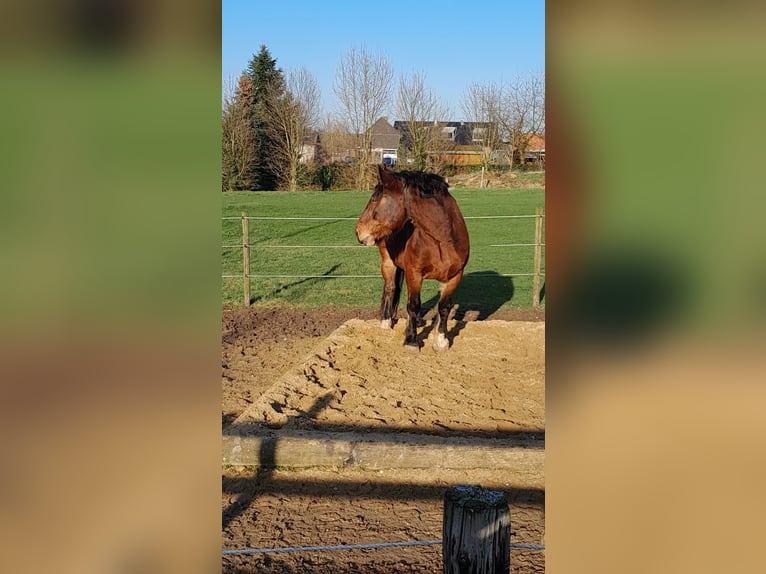 Noriker Wallach 8 Jahre 165 cm Brauner in Geilenkirchen