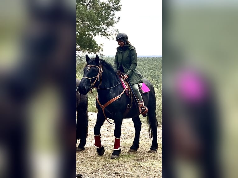 Noriker Wallach 8 Jahre 168 cm Blauschimmel in Lüdersdorf