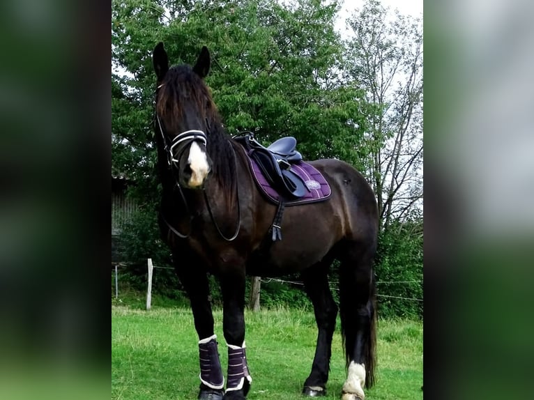 Noriker Wallach 8 Jahre 172 cm Rappe in Remscheid