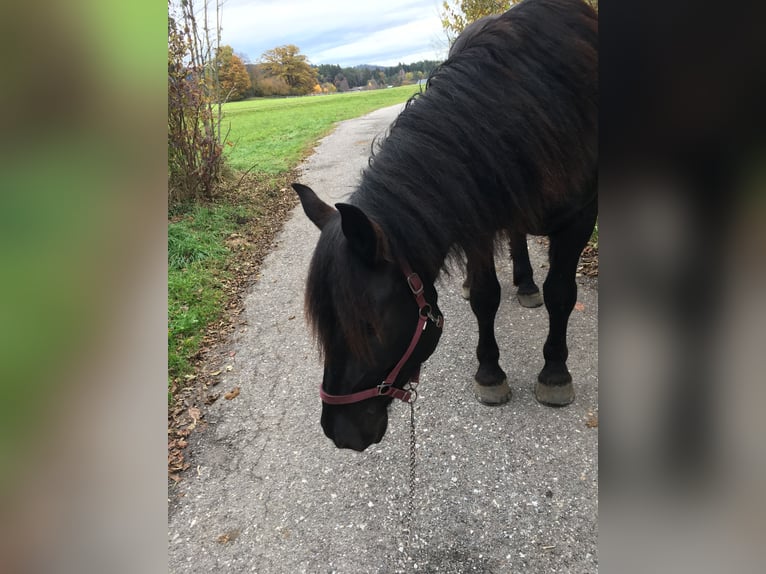 Noriker Wallach 8 Jahre 173 cm Schwarzbrauner in Trabenig
