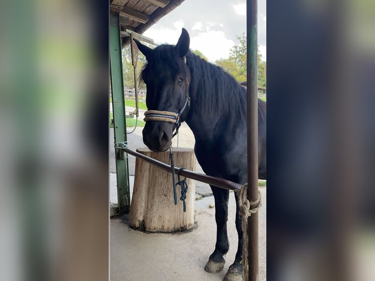 Noriker Wallach 8 Jahre 173 cm Schwarzbrauner in Trabenig