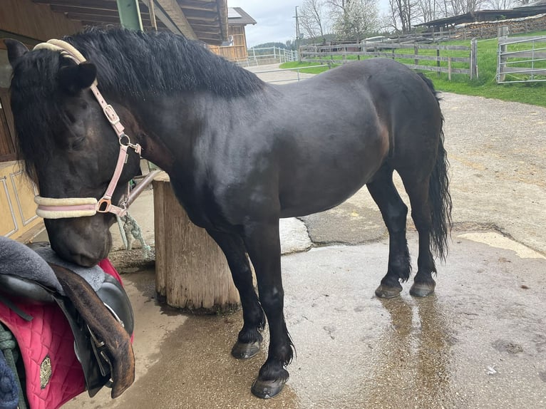 Noriker Wallach 8 Jahre 173 cm Schwarzbrauner in Trabenig