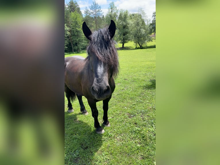 Noriker Wallach 8 Jahre 173 cm Schwarzbrauner in Trabenig