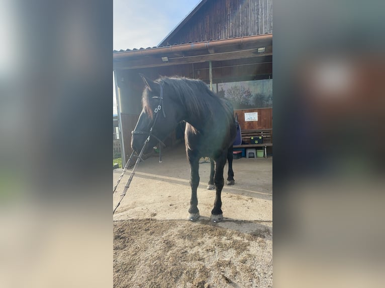 Noriker Wallach 8 Jahre 173 cm Schwarzbrauner in Trabenig