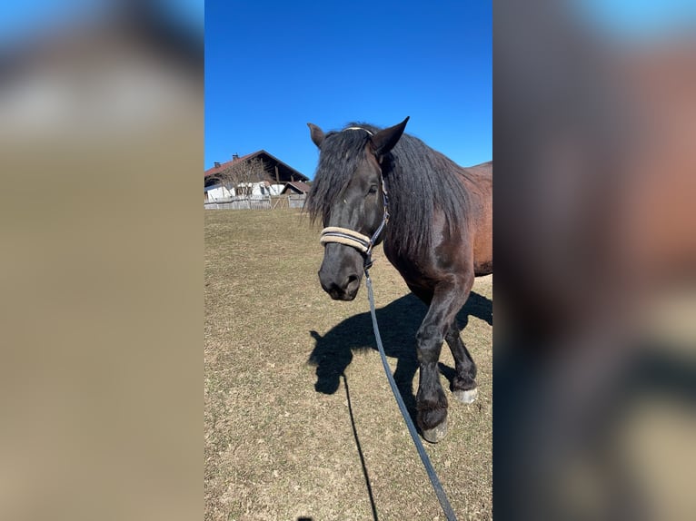 Noriker Wallach 8 Jahre 173 cm Schwarzbrauner in Trabenig