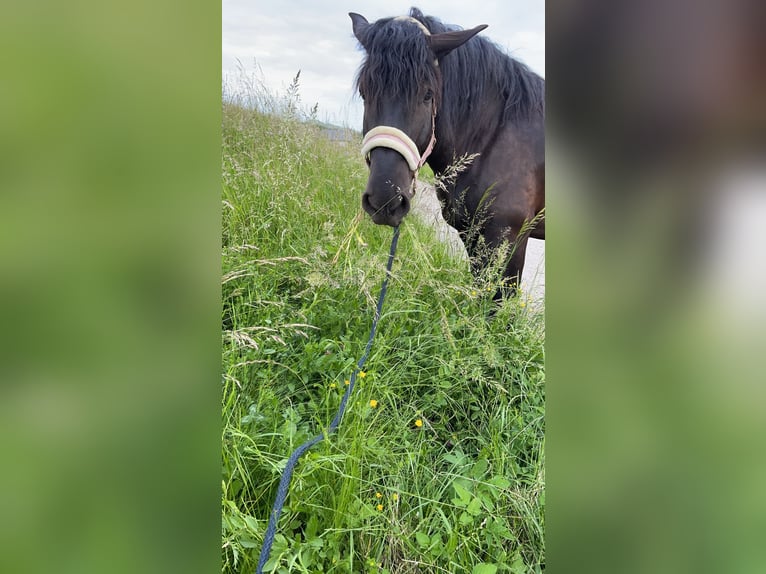 Noriker Wallach 8 Jahre 173 cm Schwarzbrauner in Trabenig