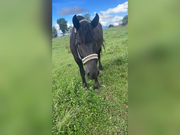 Noriker Wallach 8 Jahre 173 cm Schwarzbrauner in Trabenig