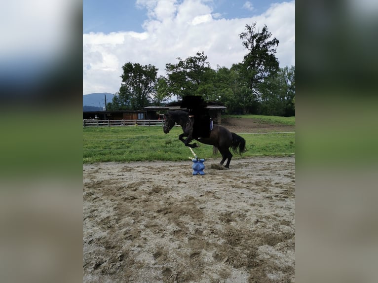Noriker Wallach 8 Jahre 174 cm Rappe in Trabenig