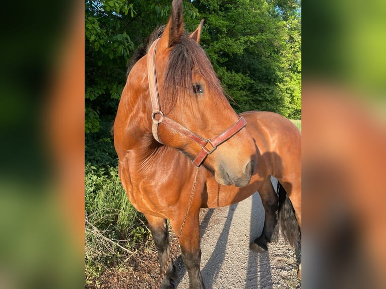 Noriker Wallach 8 Jahre Brauner in Helpfau-Uttendorf