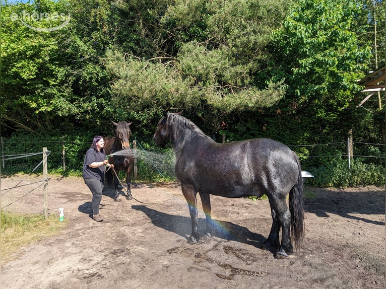 Noriker Wallach 9 Jahre 160 cm Blauschimmel in Wingst
