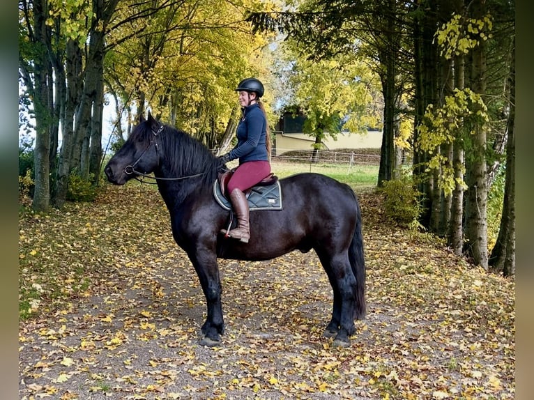 Noriker Wallach 9 Jahre 160 cm Rappe in Pelmberg