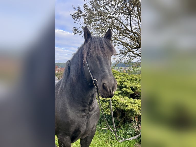 Noriker Wallach 9 Jahre 160 cm Rappe in Pelmberg